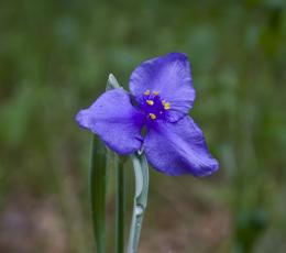 Wildflower